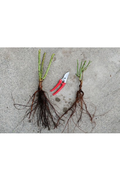 Троянда Голден Гейт -саджанець з голим коренем